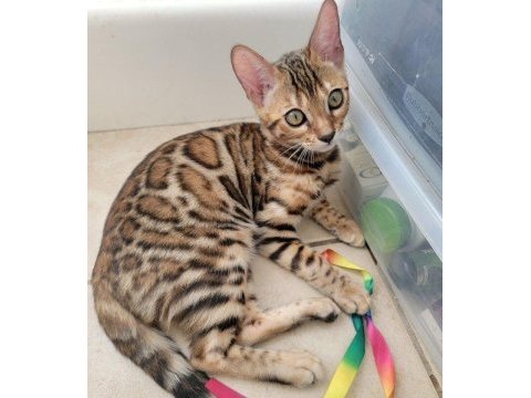 Elite bengal kittens