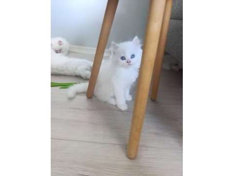 Güzel pamuk kedilerim