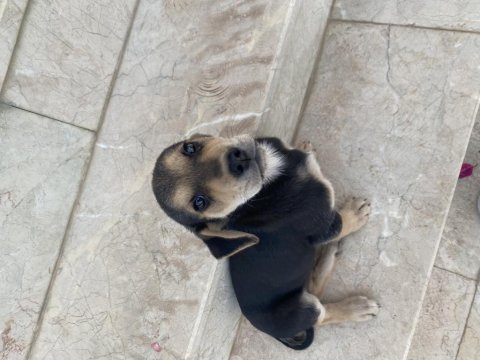 Tahminen 1 aylık yavru kedimiz yuva arıyoruz