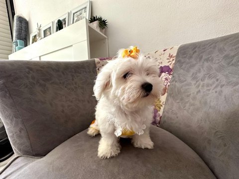 Maltese terrier yavrularımız canlı görerek alabilirsiniz