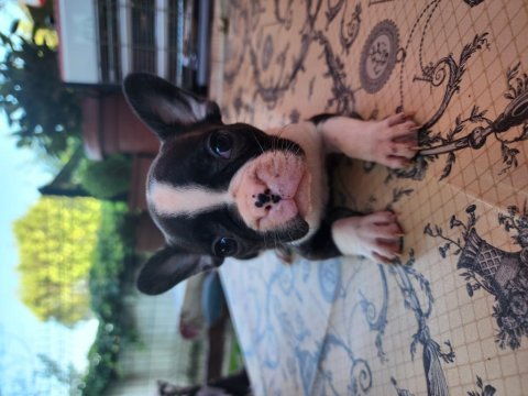 French bulldog bebekler