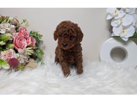 Ruhsatlı köpek çiftliğinden toypoodleyavrularımız