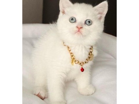 Safkan a kalite british shorthair yavrular