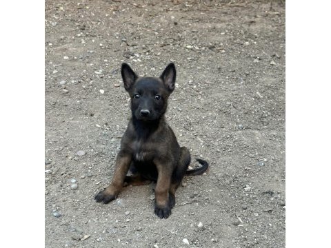A kalite belçika malinois yavrular