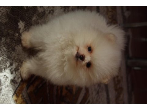 A kalite pomeranian yavrular için ulaşabilirsiniz