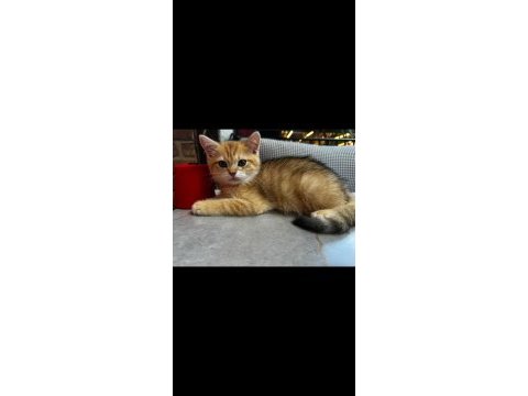 British shorthair yavrularımıza yuva arıyoruz