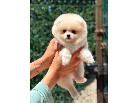En uyguna en kaliteli pomeranian