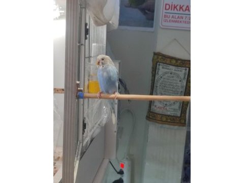 Muhabbet kuşu yavrusu