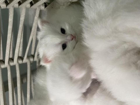British longhair shorthair kediler