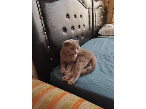 Scottish fold dişi 1 yaşında kızımız kısır değil