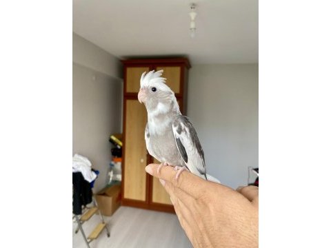 Yavru sultan papağanı