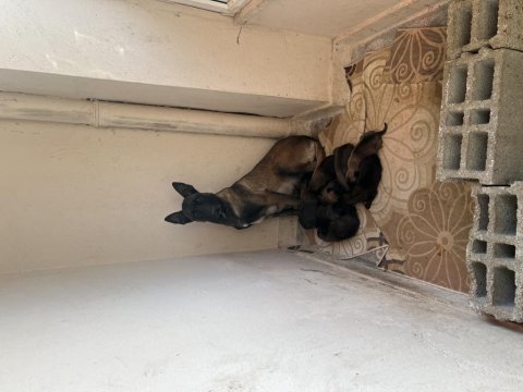 Belçika malinois kurdu yavruları erkek dişi mevcut