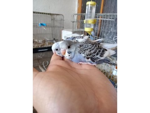 Muhabbet kuşu yavrular sahiplendirilecek ele alıştırmalık