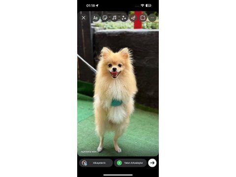 Pomeranian dişi 15 aylık