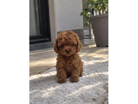 Aradığınız poodle yavrusu burada