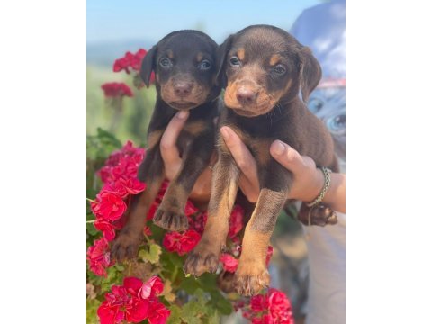 Doberman yavrular