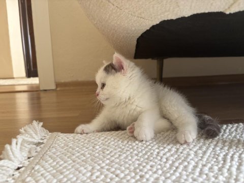 Cinnamon harlyquin british shorthair