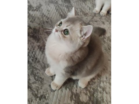 Safkan british shorthair