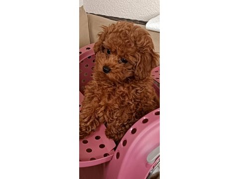 Yasal köpek çiftliğinden toy poodle yavrularımız