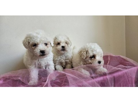 Maltipoo bebişler