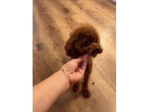 Kore teacup 15 aylık dişi 1400 gr 18 cm poodle