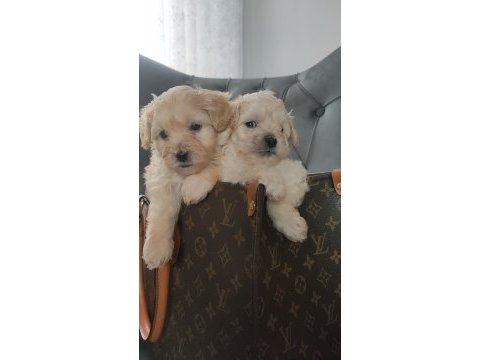 0 numara maltipoo bebekler