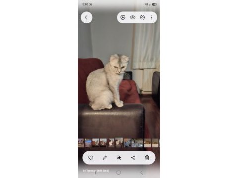 Çok cana yakın scottish fold kedisi
