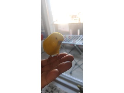 Muhabbet kuşu kafesiyle birlikte