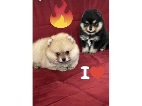 Pomeranian boo bebekler aşılı kimlikli