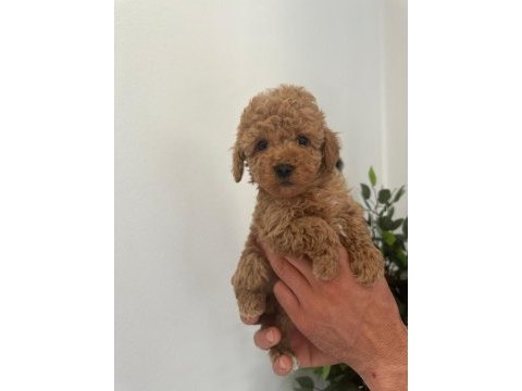 Irk garantili dişi ve erkek poodle yavrular