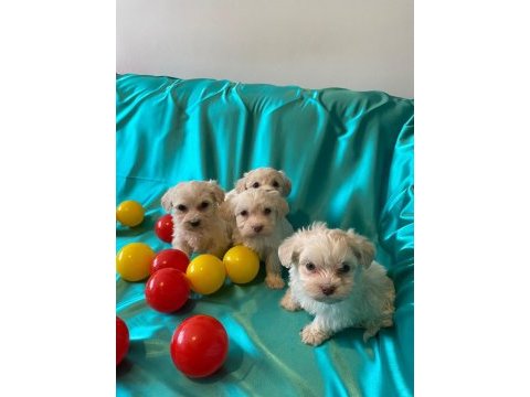 A kalite maltese terrier yavrularımız 