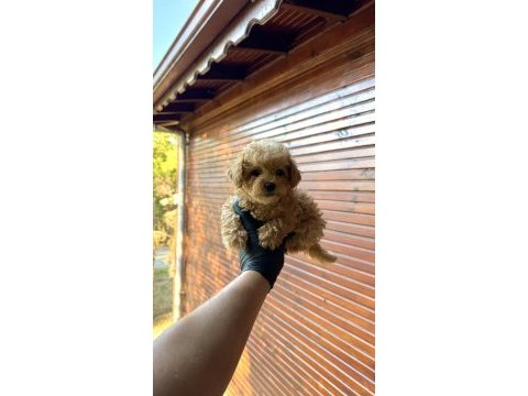 Kore poodle üst düzey poodle yavrusu yeni yuvasını arıyor