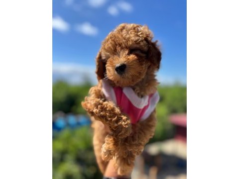 Wc eğitimli toy poodle
