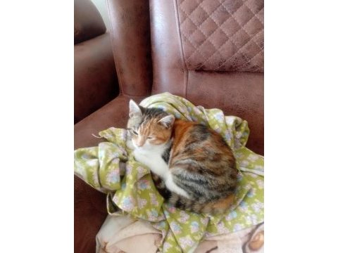 4 aylık dişi yavru kedimize yuva arıyoruz