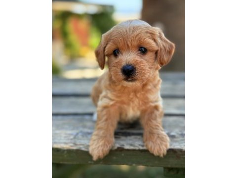 Safkan maltipoo bebekler