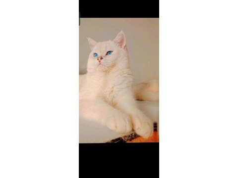 British shorthair silver ns1133