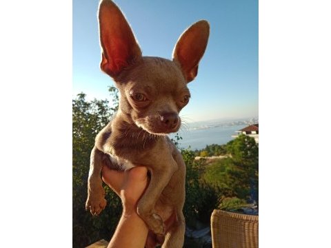 Islak burun mini şivava (chihuahua)