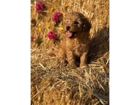Toy poodle bebekler - sun kennels üretim çiftliği'nden