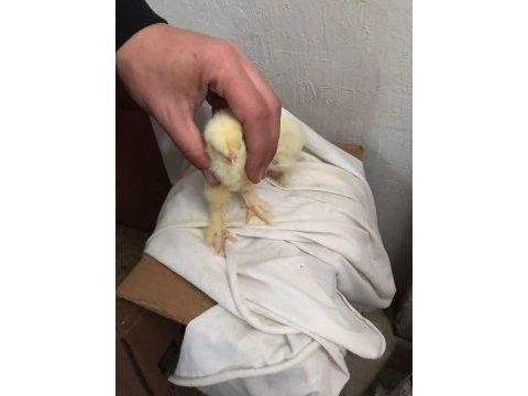 Brahma ve cins civcivler boy boy bakmadan geçme