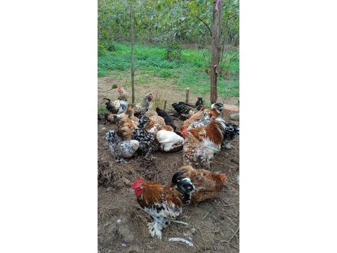 Kuluçkalık süs tavuğu yumurtası