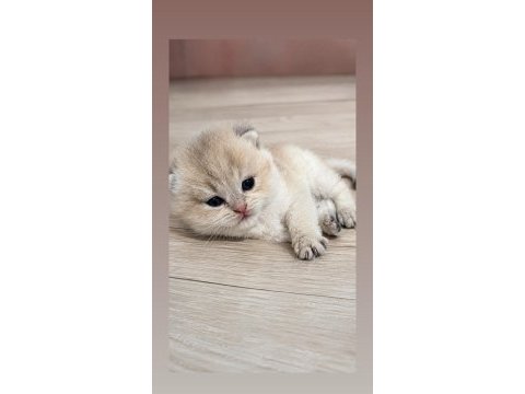 Brıtısh longhair ay11 erkek