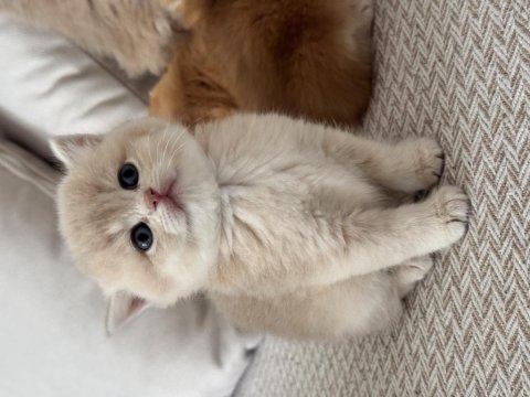 Show kalite golden british shorthair yavrular