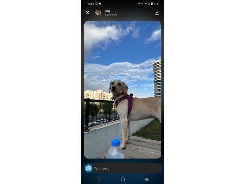 Köpeğimiz 2 kere terk edildi ömürlük yuvasını olun