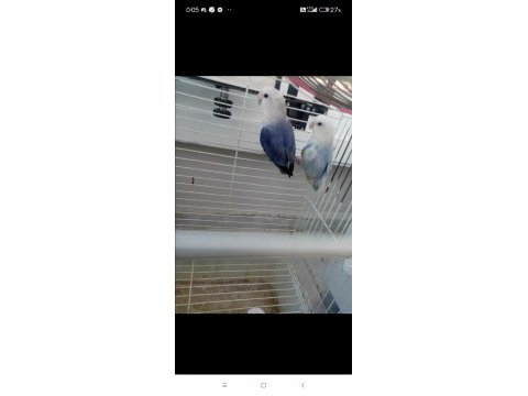 Daha önce yavru alınmış sevda papağanı