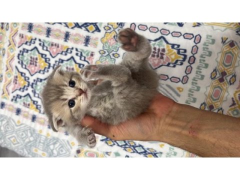 Scottish fold yavrular sahibini bekliyor