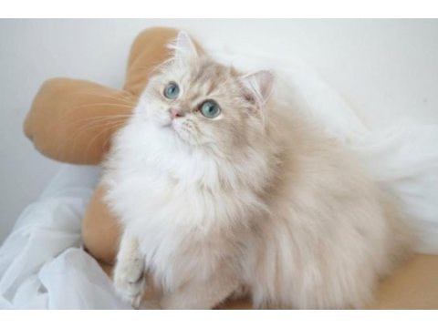 Harika gözlü pamuk gibi bir oğlan kedimiz