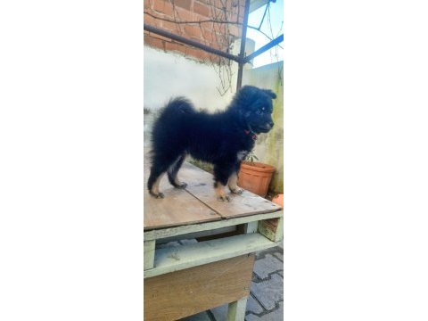 Mama hakkı alınarak verilecek köpeğimiz