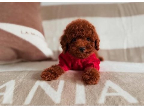 Toy poodle yavru önce canlı görün