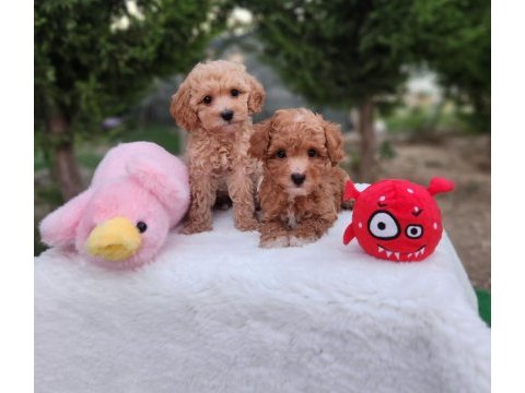 Aşılı mikroçipli pasaportlu maltipoo  yavrularımız 