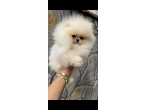 Muhteşem kalite orijinal ırk pomeranian boo dişi
